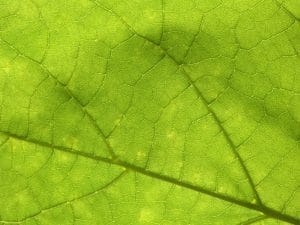 Lyme-Krankheit und chronische Infektionen: Unsere wirksame Behandlung